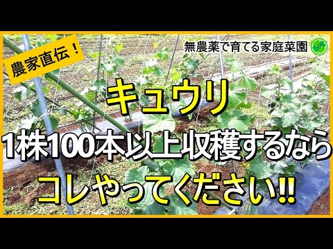 【キュウリ栽培】子づる摘芯～摘果・摘葉・追肥など長く収穫するためにやるお世話を解説【有機農家直伝！無農薬で育てる家庭菜園】　24/6/6