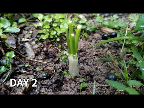 Regrowing a green onions from scraps in the soil | How to grow green onions