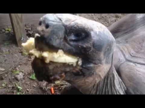 Galapagos Tortoises!