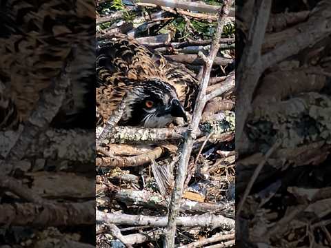 They are almost old enough to leave the nest #ospreys #camo @nature