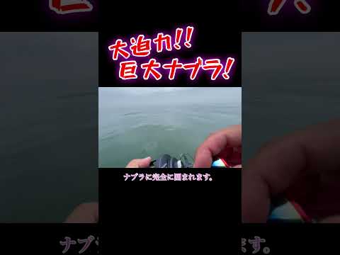 アマラバ中に遭遇した巨大ナブラ！　#釣り #船釣り #fishing #offshorefishing #タイラバ #アマラバ　#ナブラ　#青物 #巨大ナブラ　#サワラ #サゴシ