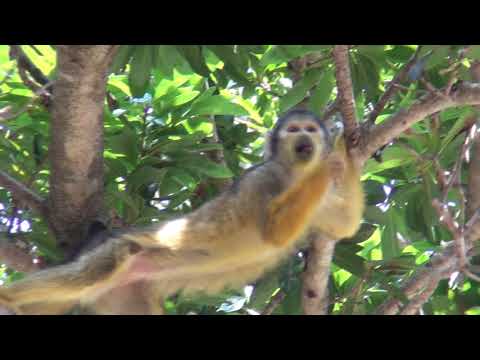 伊豆シャボテン動物公園｜リスサルの動きが面白い