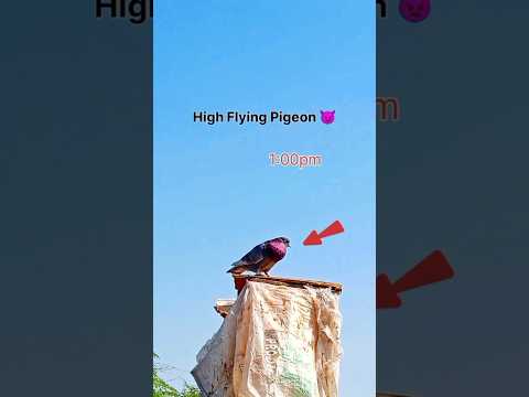 Kabutarbaji 😱 High Flying Pigeon || #pigeon #kabutarbazi #kabootar #highflyingpigeons #shorts #bird