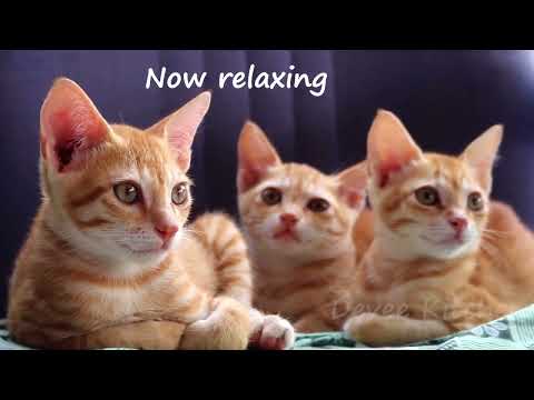 Funny cats Video  //  Cats enjoying video