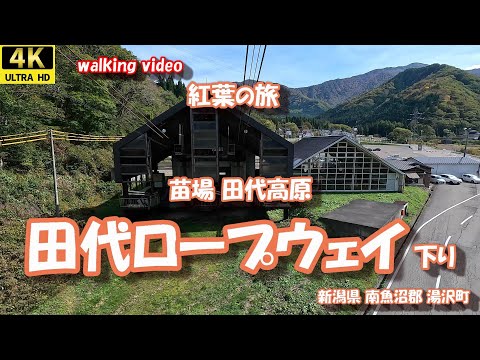 紅葉の旅 苗場 田代高原 田代ロープウェイ  4K【お散歩シリーズ】 新潟県 南魚沼郡 湯沢町 苗場 田代高原 24年10月22日