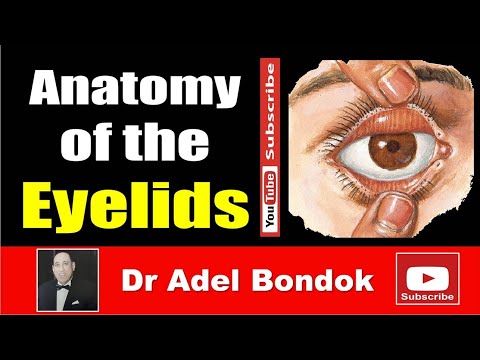 Anatomy of the Eyelids, Dr Adel Bondok Making Anatomy Simple