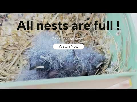 #18 Breeding season 22/23 - All nests are full !