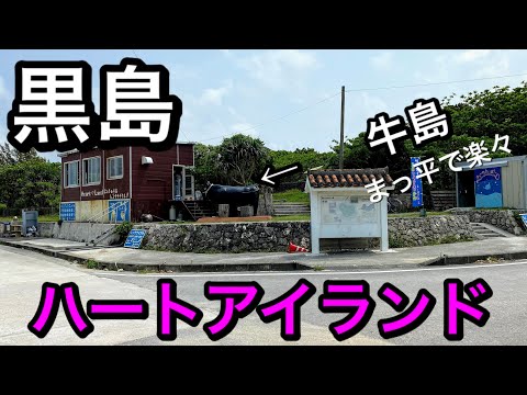 【アラカンひとり旅】ハートアイランド黒島　牛・ウシ・うしだらけの島