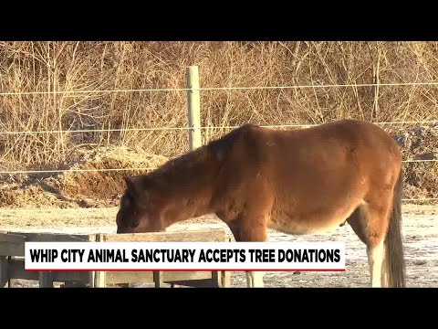 Whip City Animal Sanctuary accepting Christmas tree donations to feed the animals