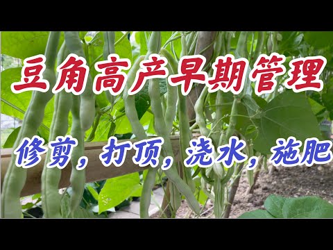 豆角种植高产早期管理：如何进行侧枝修剪，打顶，浇水和施肥. #梅园豆角家庭有机种植系列