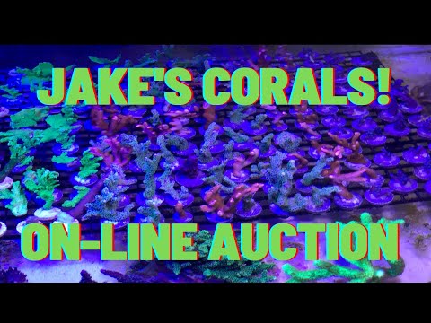 POSTPONED UNTIL FURTHER NOTICE Online Auction for some of Jake Adams' most exclusive Corals!