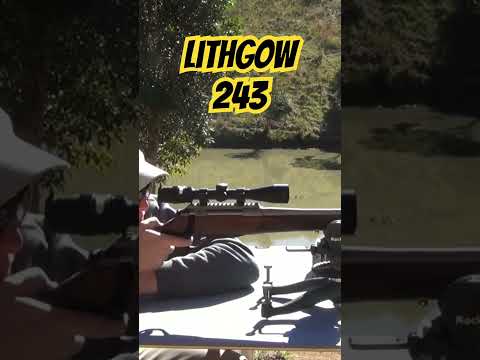 Lithgow LA102 243win #ozziereviews #lithgow #243 #shooting #gun #rifle #firearms #accuracy #viral