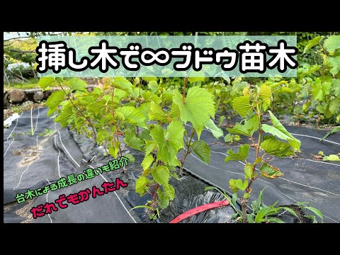 「ブドウ」挿し木で∞苗木増殖