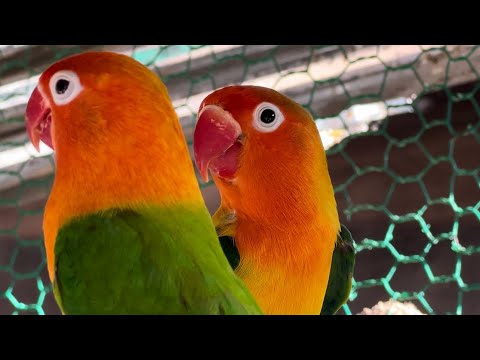 Smart lovebird Parrot  , Little cute lovebird 🦜🥰 #bird #lovebirds