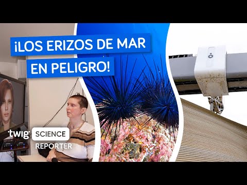 Los erizos de mar tienen dificultades para agarrarse