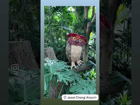 ✅Jewel Changi Airport ，#Singapore #星耀樟宜 #樟宜機場  #KLOOK#jewelchangiairport