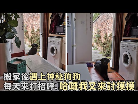 搬家後遇上神秘狗狗，每天上門打招呼，哈囉我又來討摸摸！｜狗狗｜寵物｜搞笑｜暖心｜dog