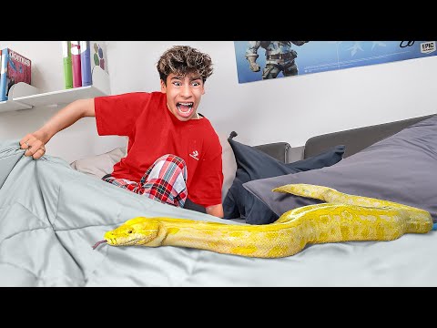 a Giant SNAKE in my Bedroom!