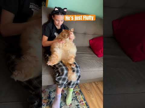 #fluffycat #fatcatvideosfunny #fypage #catshorts #orangecat #funny #cats