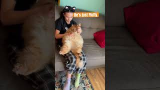 #fluffycat #fatcatvideosfunny #fypage #catshorts #orangecat #funny #cats