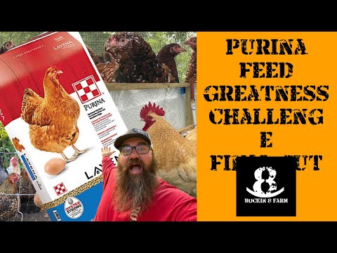 Purina Feed Greatness Challenge Final Video | Central Texas Chicken Coop