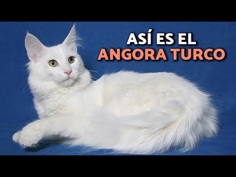 Gato ANGORA TURCO 😻Todo sobre la RAZA (historia, características y cuidados)