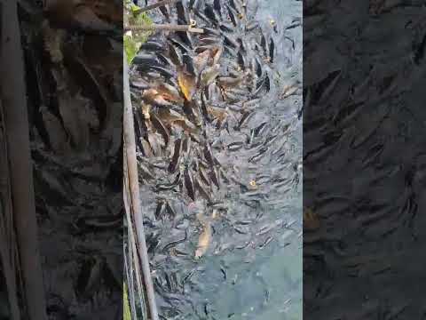 Fishes in nainitaal lake