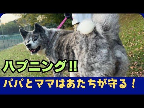 【秋田犬】飼い主を守る犬