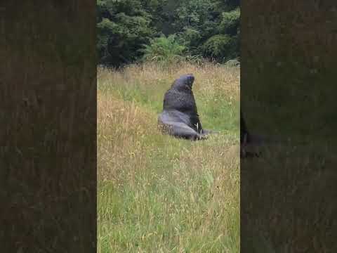 SEAL WANDERING IN THE BUSH #short #shortsvideo #shorts #shortsfeed #shortvideos