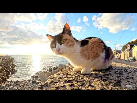 Two little cats sitting on a dike and basking in the sunset