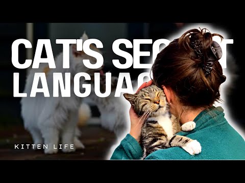 The Secret Language of Cats: How They Understand Other Cats and Humans