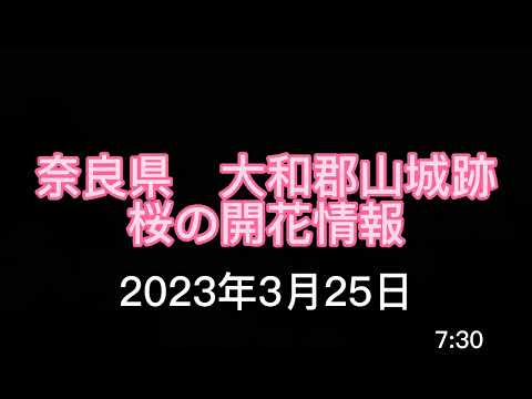 [開花情報]桜の名所 関西 奈良県大和郡山 大和郡山城跡 桜開花状況  2023年3月25日 　日本さくら名所100選