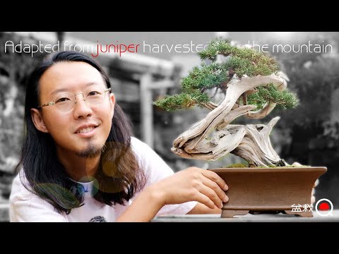 [Juniper] Accumulation of techniques for beginners! Adapting a tree from the mountain [Bonsai Q]