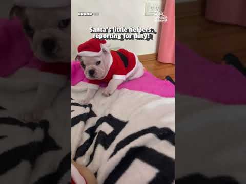 Owner Dresses Bulldog Puppies as Santa Claus