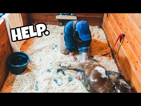 This BABY ain't coming out on its own! (goat birth - labor & delivery)