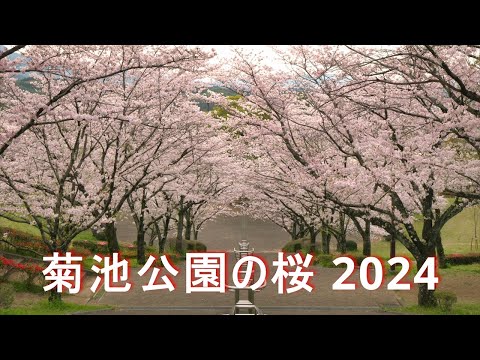 【菊池公園の桜】4K GH6