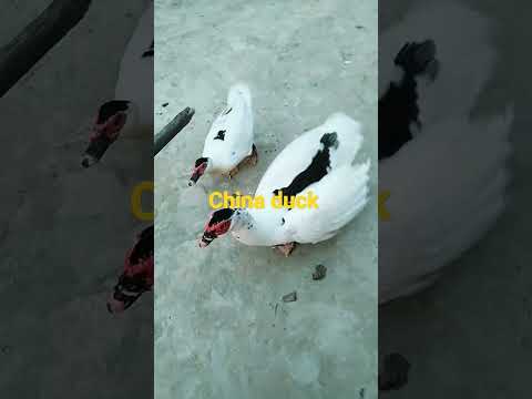 China duck(চিনা হাঁস) 😍😍#Duck#youtubeshorts#short#shorts