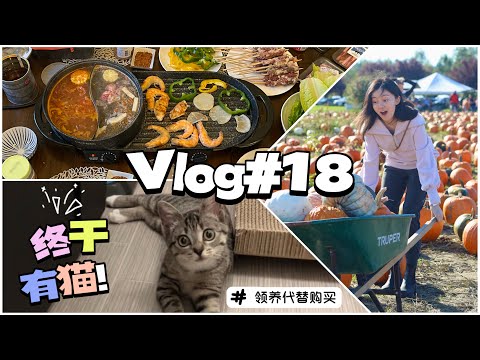 VLOG 18 领养猫咪🐱🇺🇸| 早秋购物 | 利仁涮烤一体锅 | Hoover洗地毯机 | Ana luisa饰品 | Ikea好物 | 南瓜农场🎃🍁