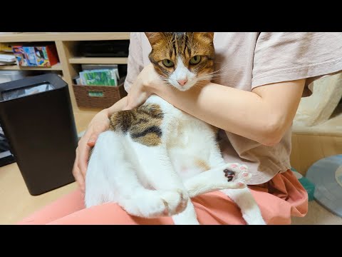 無理矢理お薬を飲まされて何か言いたげな猫