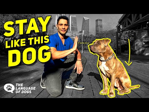 Teach Dogs Stay No Matter What W/ Dog Expert Justin Silver