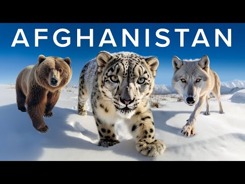 The Wildlife Enthusiast's Guide to Afghanistan