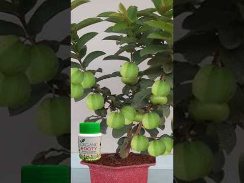 Best natural rooting hormone for cutting guava tree #shorts