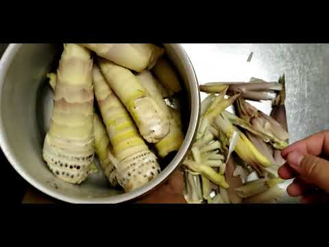 Takenoko or young bamboo shoot hunting it during Spŕing in Japan