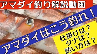 【船釣りビギナー脱出講座】アマダイはこう釣れ！