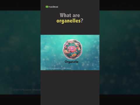 Biology Quiz: What are organelles?