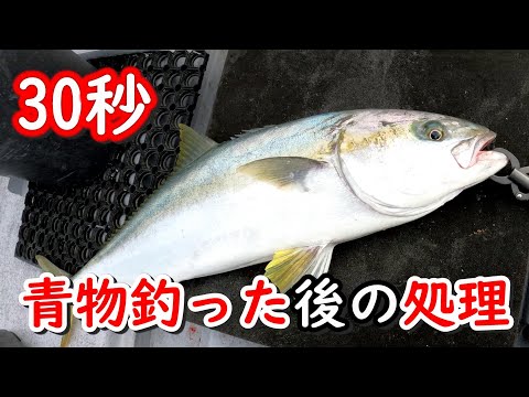 釣れた青物を2倍美味しく長持ちさせる方法！30秒でブリ、ワラサ、イナダ、ヒラマサの処理　〆めと血抜き方法