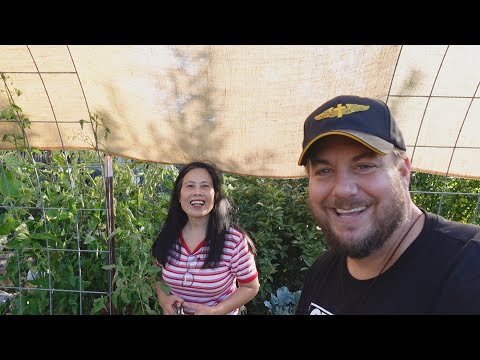 Harvesting Dinner From Our Backyard Food Forest Garden