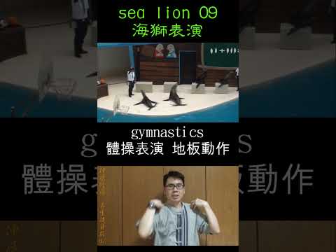 sea lion Shorts 09 gymnasticsl 海獅體操表演 地板動作 sea lion 05 fur seal