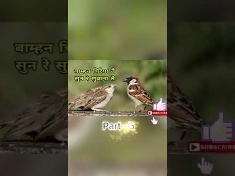 बाम्हन चिरैया Part - 5 #shorts #trending #song #music #cgsong #poplurshorts #love #oldsong  #love