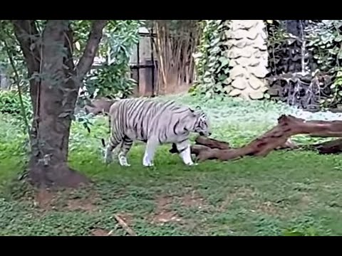 White Tiger #mysore zoo